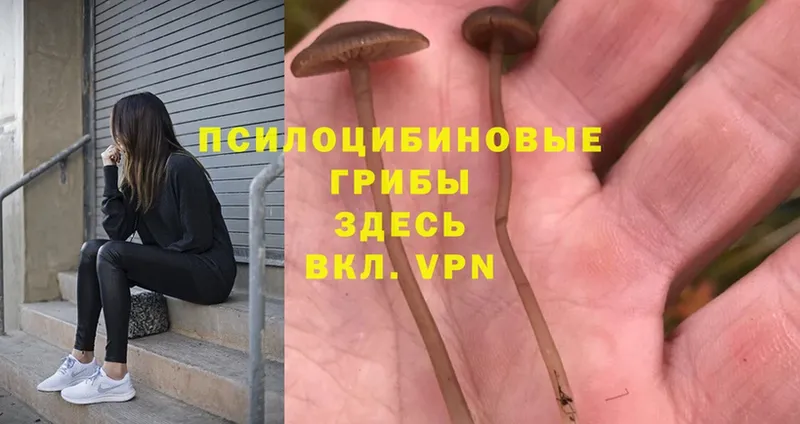 Псилоцибиновые грибы Psilocybine cubensis  Нурлат 